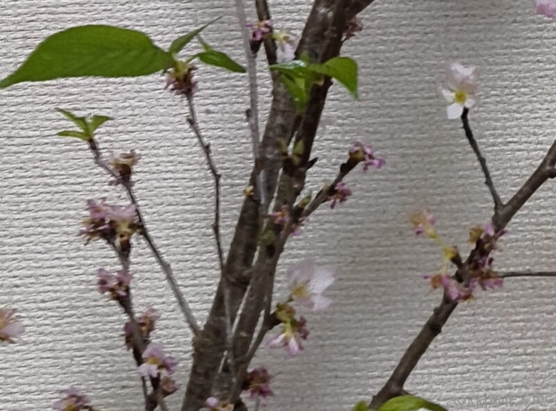 nubia Flip 3 カメラ 桜の切り枝を撮影した一枚