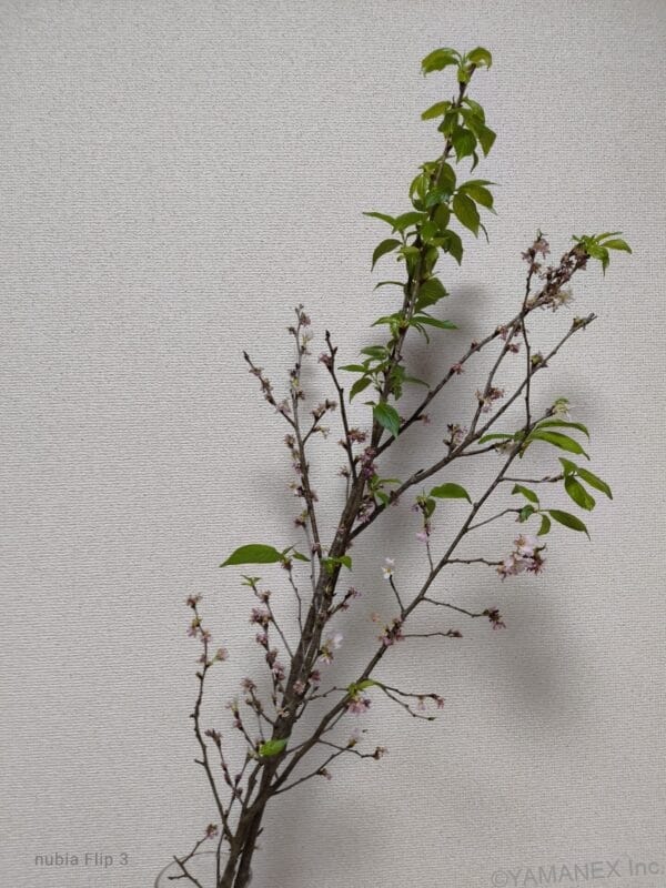 nubia Flip 3 カメラ 桜の切り枝を撮影した一枚