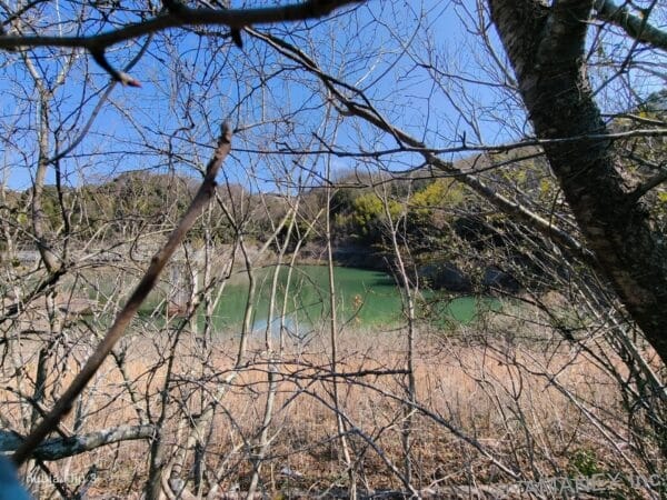 nubia Flip 3 カメラ 木々が生い茂る湖