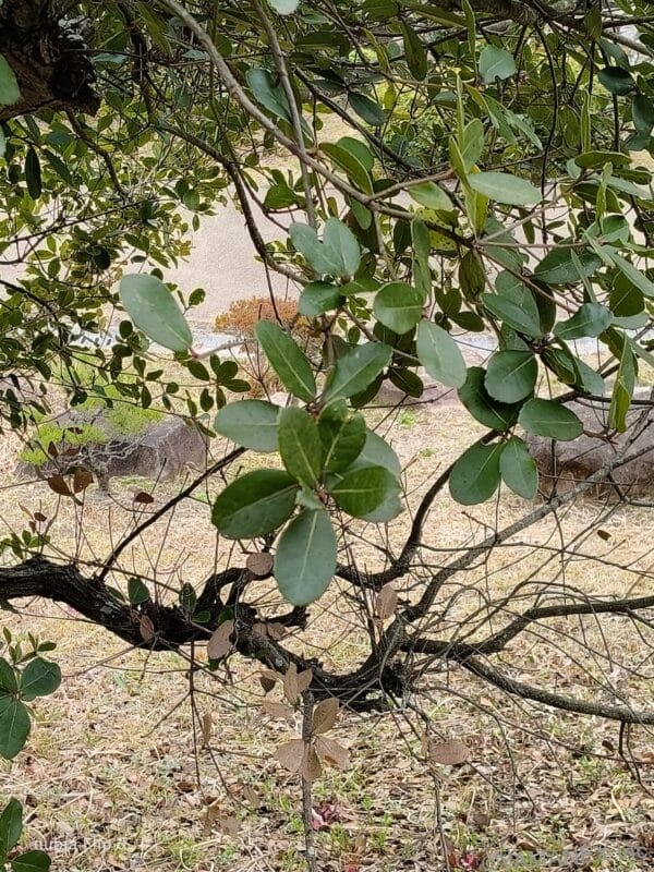 nubia Flip 3 カメラ 緑の葉を撮影した一枚