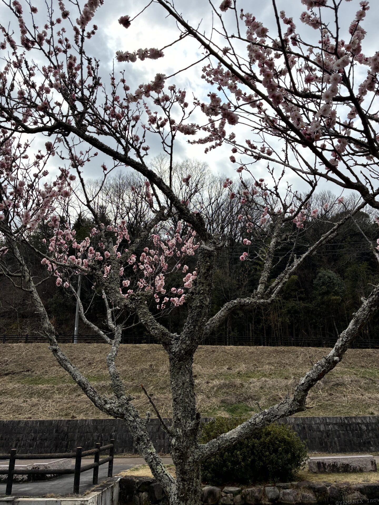 iPhone17eのカメラ性能を徹底レビュー!作例をもとに16e・17との違いも解説 5 iPhone17e カメラ 桜の花を捉えた一枚